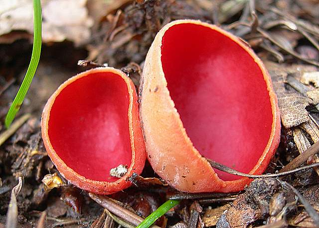 Il Risveglio dei Funghi